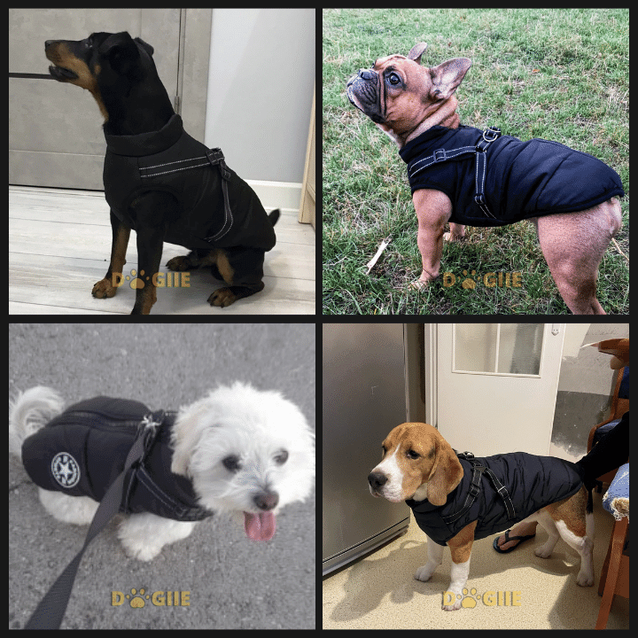 🔥Christmas Sale 49% OFF🔥 Waterproof Furry Jacket for Dogs of All Sizes