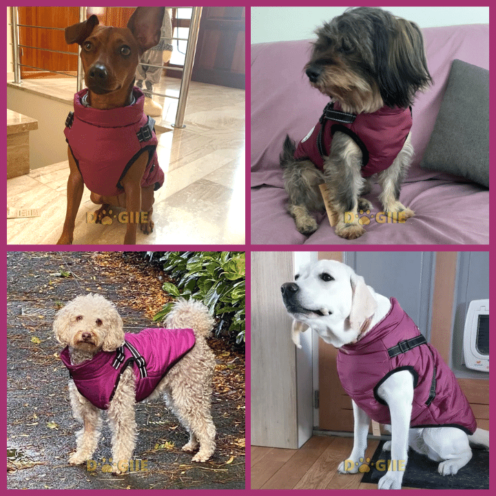 🔥Christmas Sale 49% OFF🔥 Waterproof Furry Jacket for Dogs of All Sizes