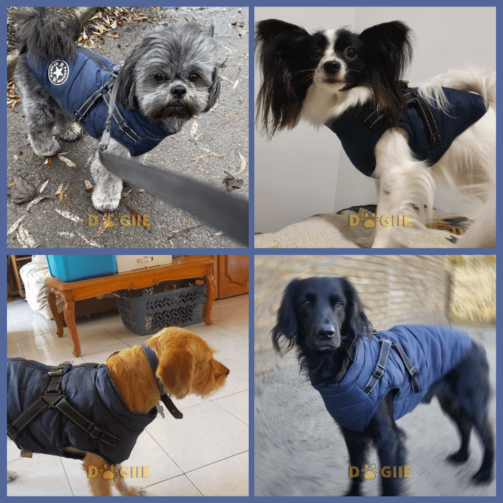 🔥Christmas Sale 49% OFF🔥 Waterproof Furry Jacket for Dogs of All Sizes