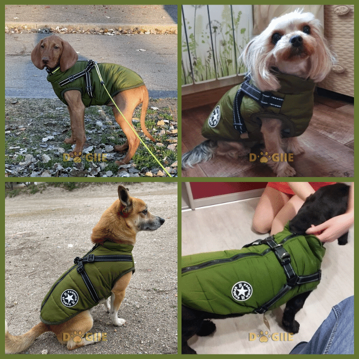 🔥Christmas Sale 49% OFF🔥 Waterproof Furry Jacket for Dogs of All Sizes